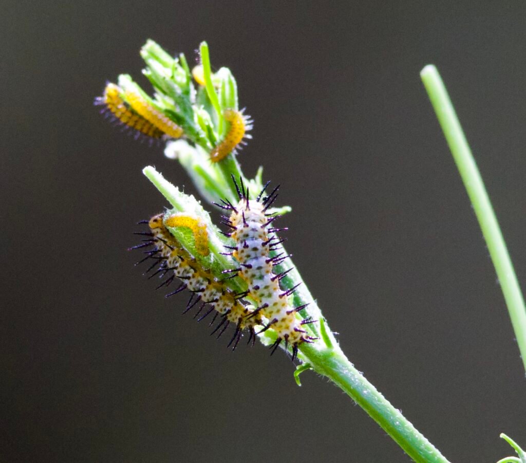 Zebra longwing early in star caterpillars