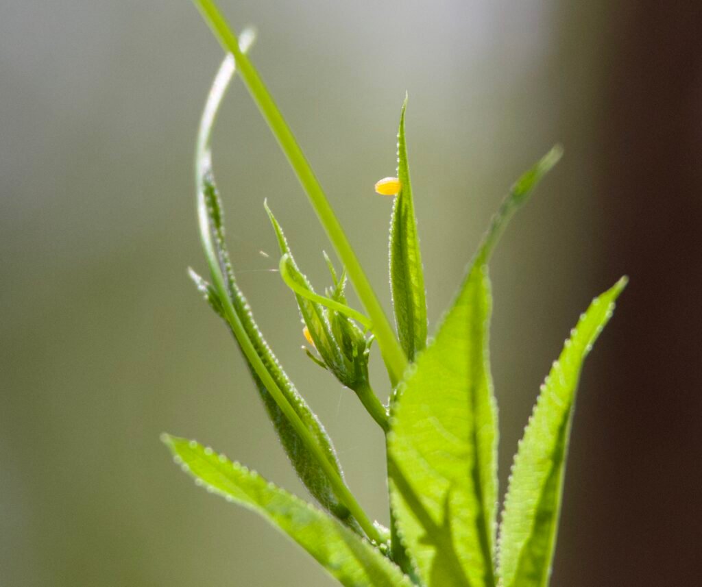 Zebra longwing eggs