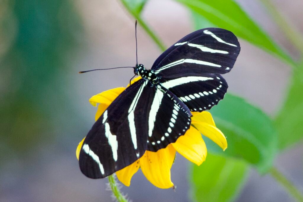 Zebra longwing