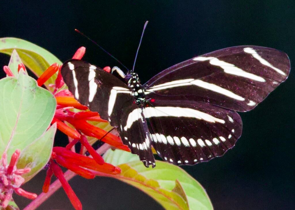 Zebra longwing on firebush