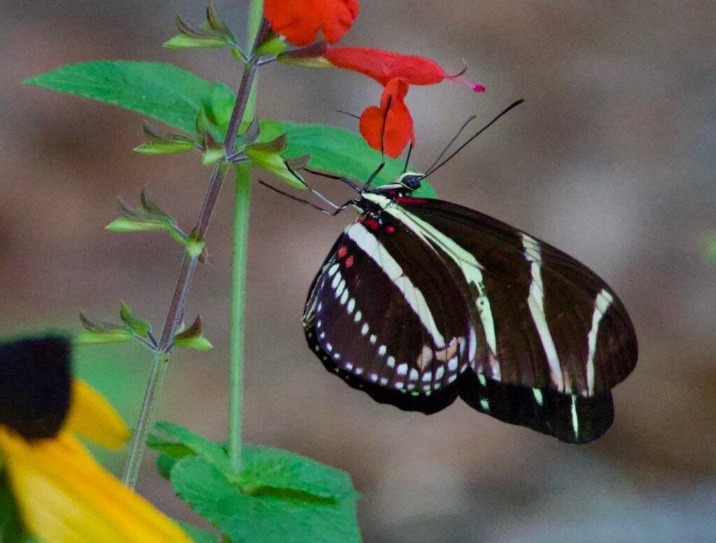 Zebra longwing butterfly