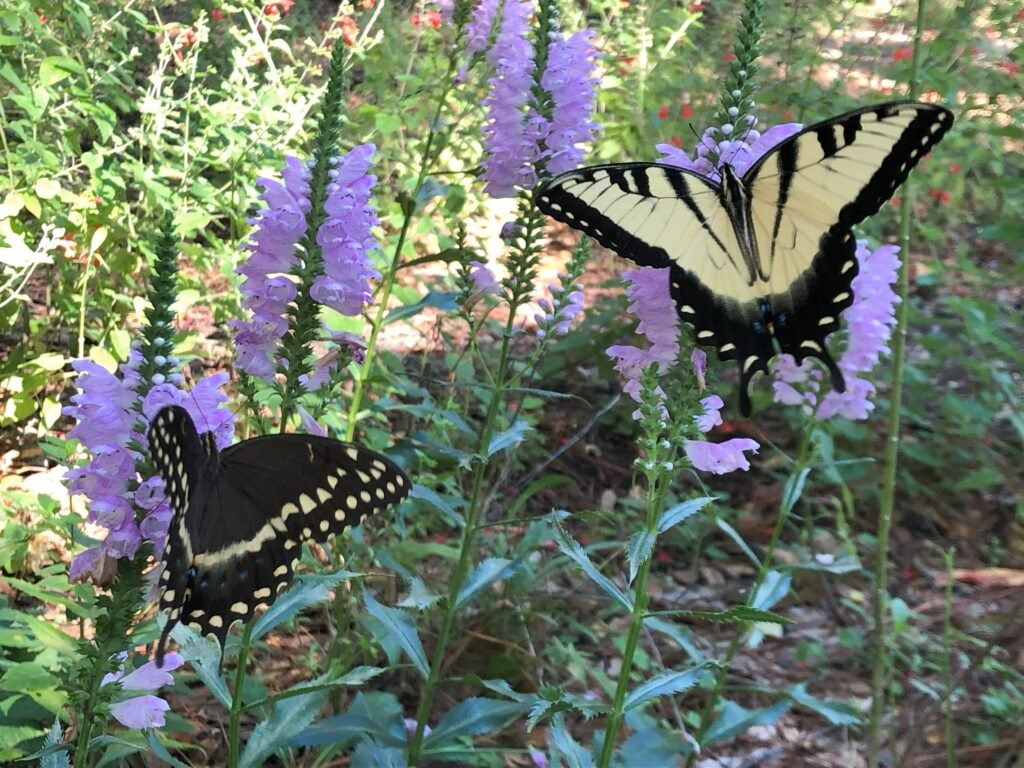 Swallowtail butterflies on obedient plant