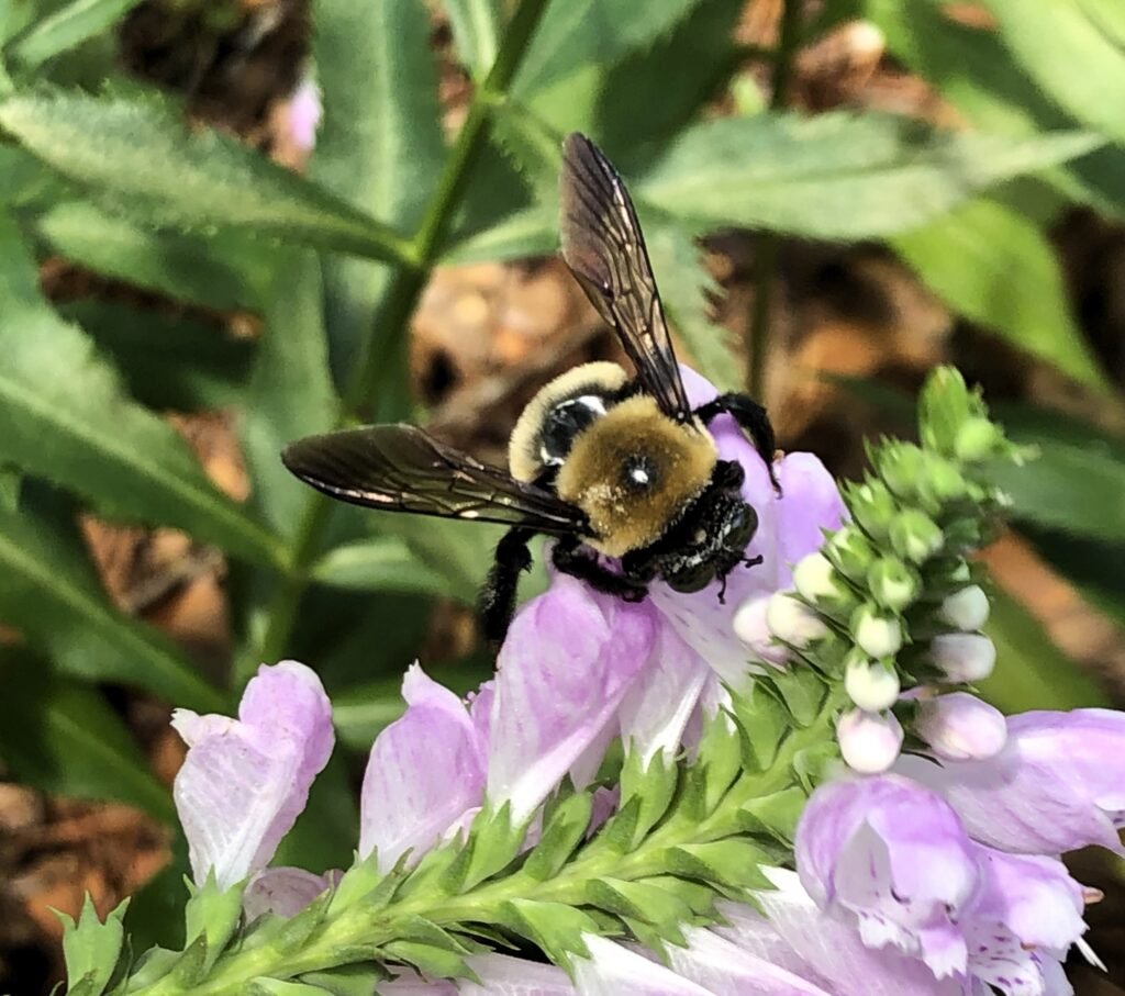 Carpenter bee on obedient plant
