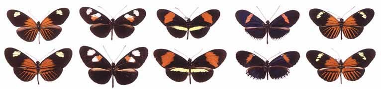 Heliconius butterfly mimicry