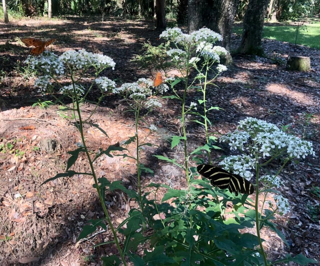 Butterflies on nectar plant frostweed