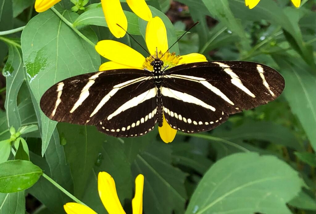 Zebra longwing butterfly on cutleaf coneflower