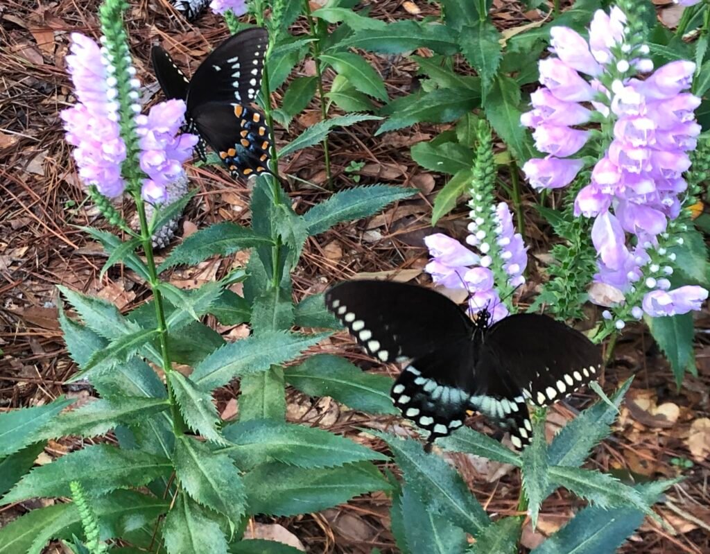 Spicebush swallowtail butterflies on obedient plant