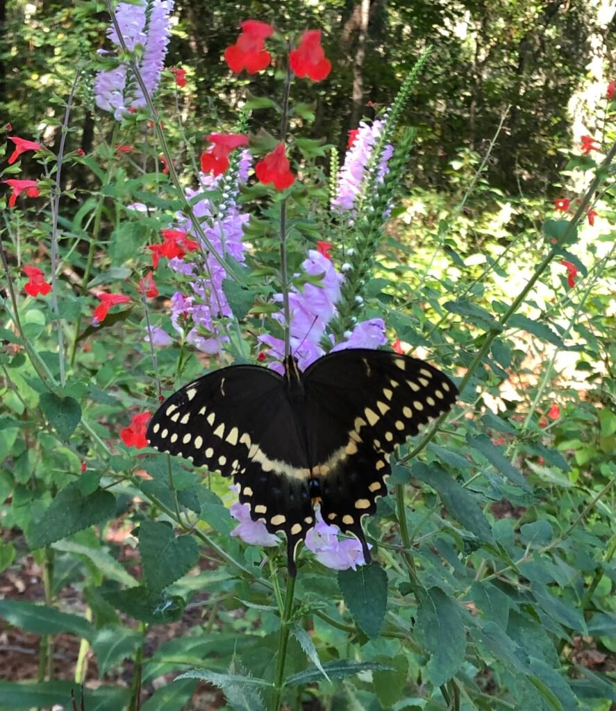 Palameded swallowtail butterfly on obedient plant