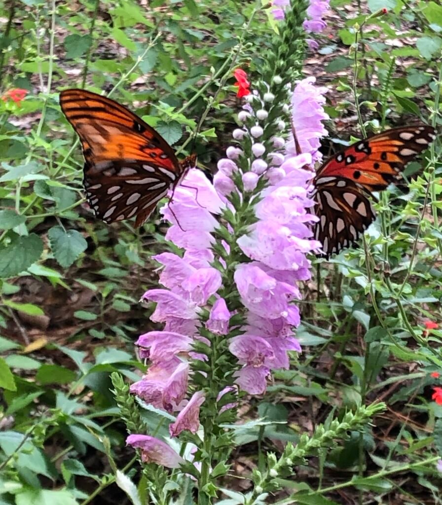 Gulf fritillary butterflies on obedient plant