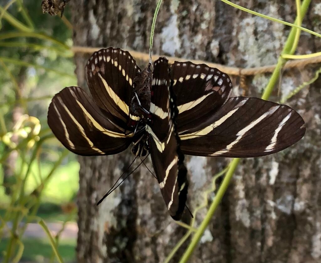 Zebra longwing butterflies mating