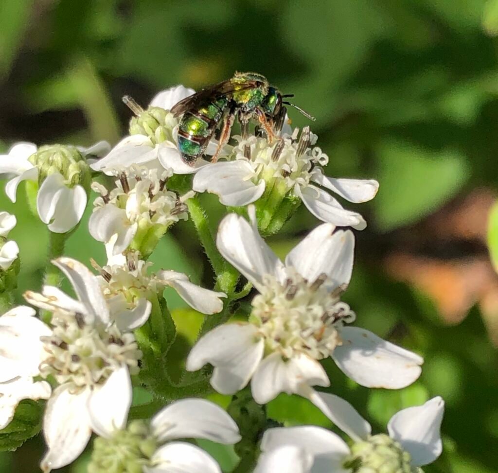 Small bee on frostweed