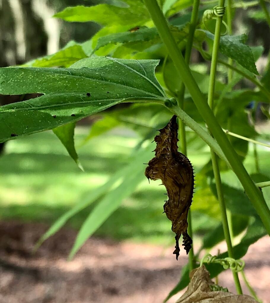 Zebra longwing chrysalis on passion vine