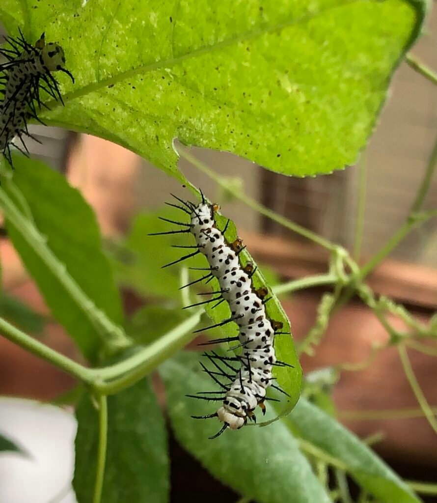 Zebra longwing caterpillar