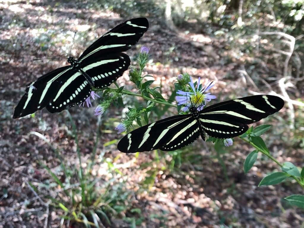 Zebra longwing caterpillars on Elliot’s aster