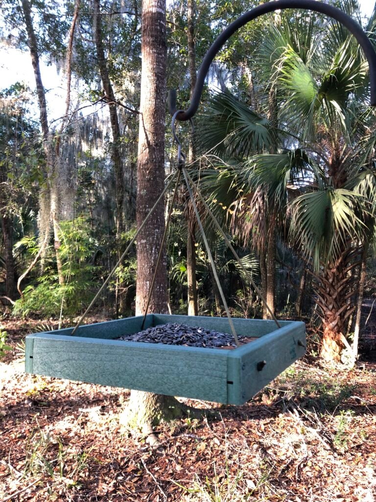 Platform bird feeder with black oil sunflower seed