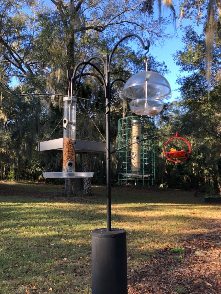 Advanced bird feeder setup