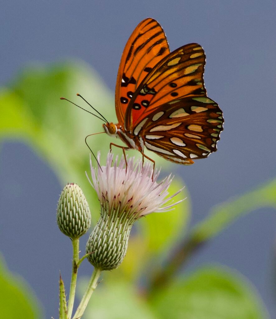 Gulf Fritillary on Nuttal’s thistle