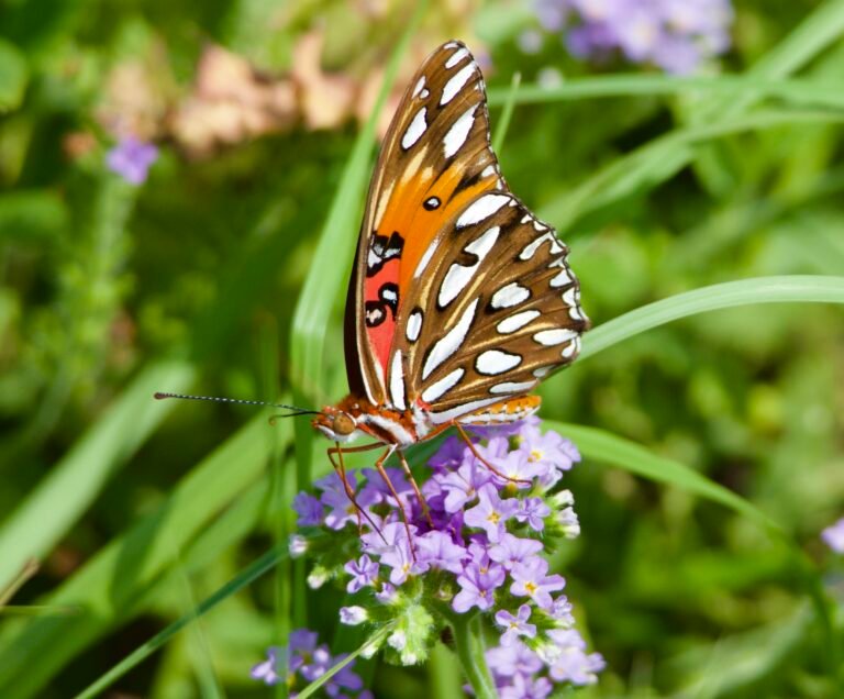 Gulf fritillary butterfly