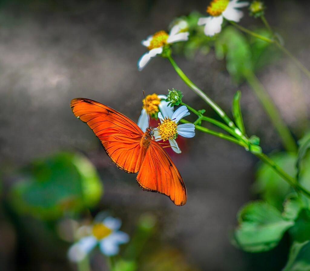 Julia butterfly on Bidens alba