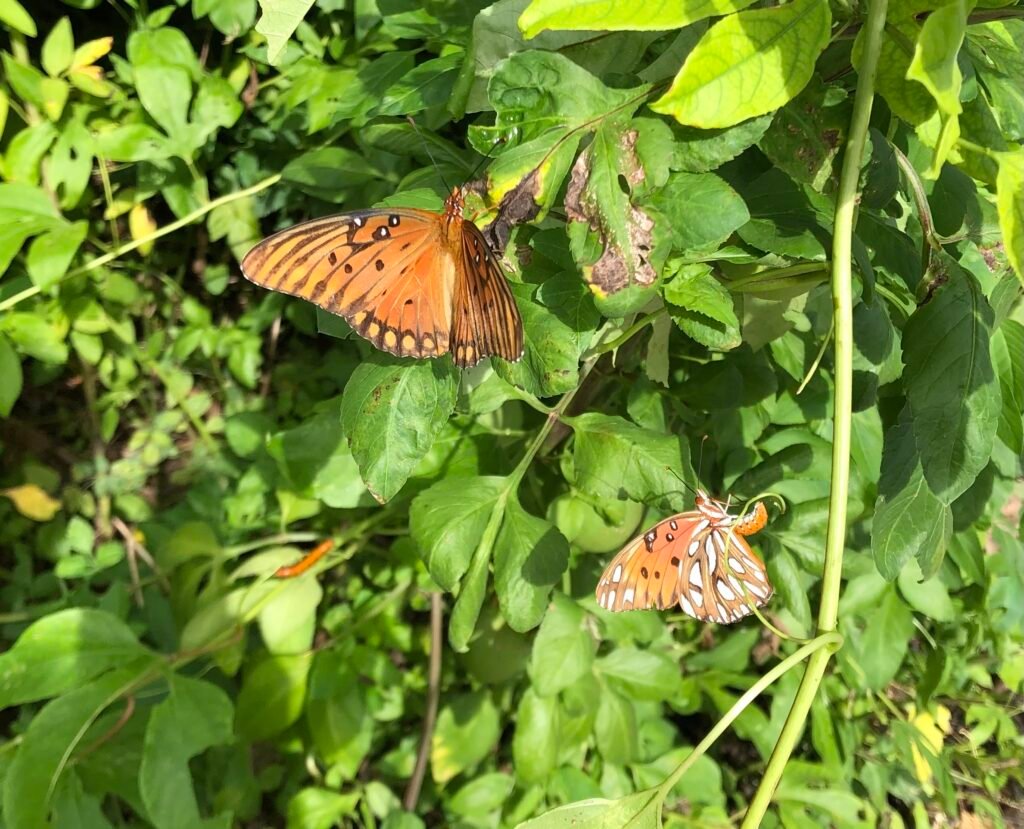 Gulf fritillary butterflies and caterpillar