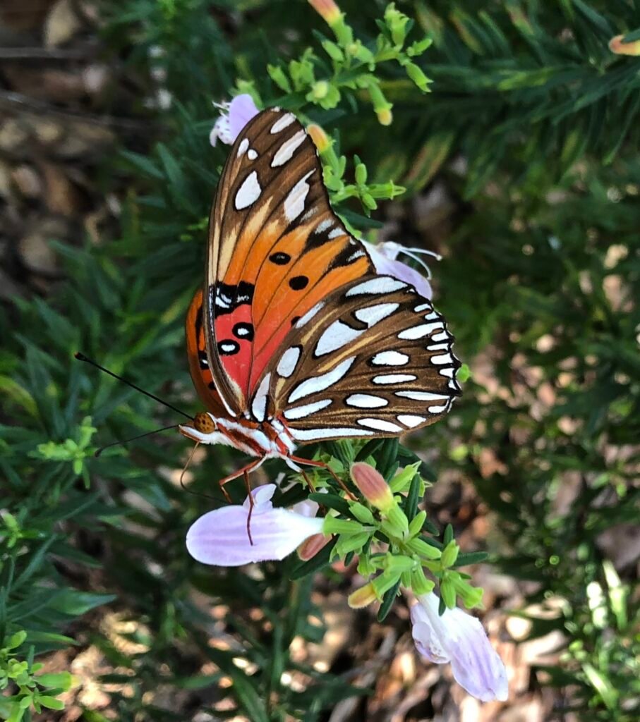 Gulf fritillary butterfly on Georgia calamint