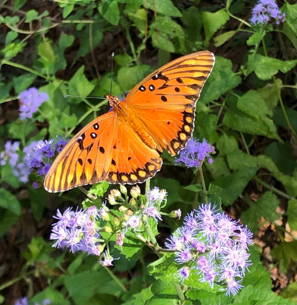 Gulf fritillary on mistflower