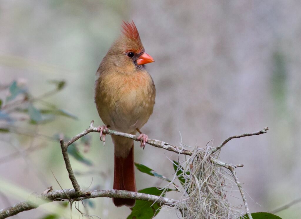 Female Northern cardinal
