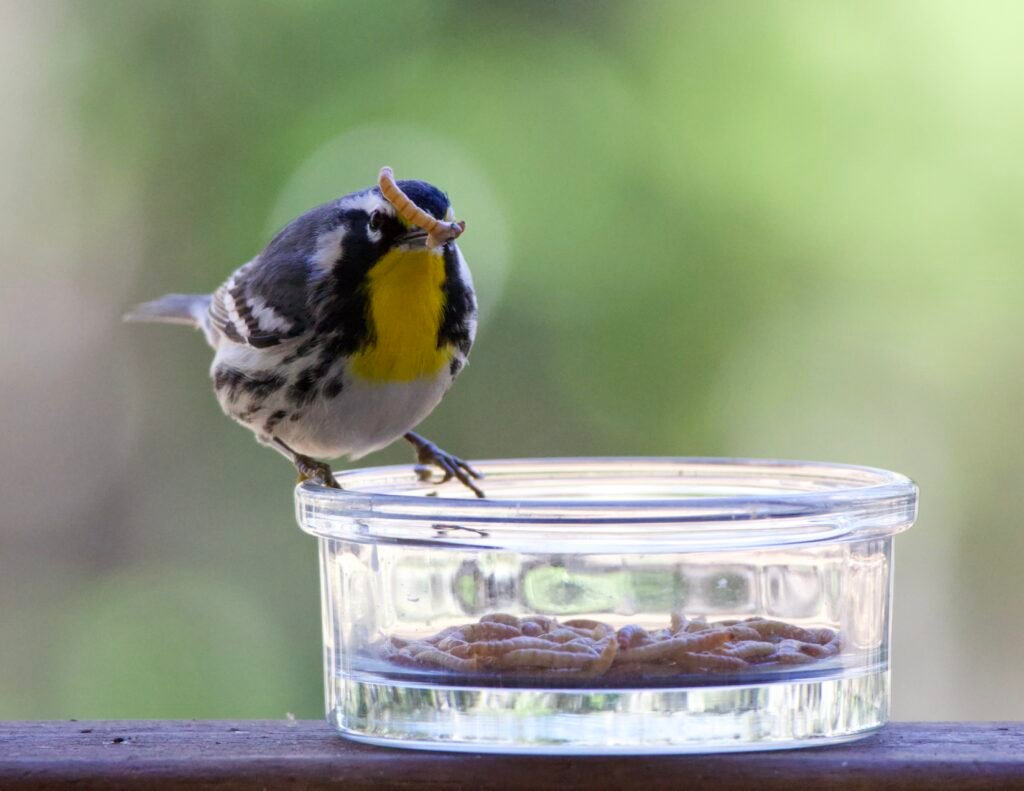 Yellow-throated warbler with mealworms