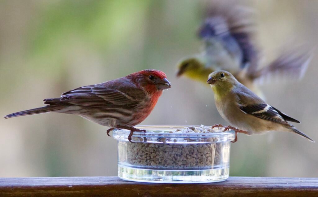 House Finch and goldfinches eating seed