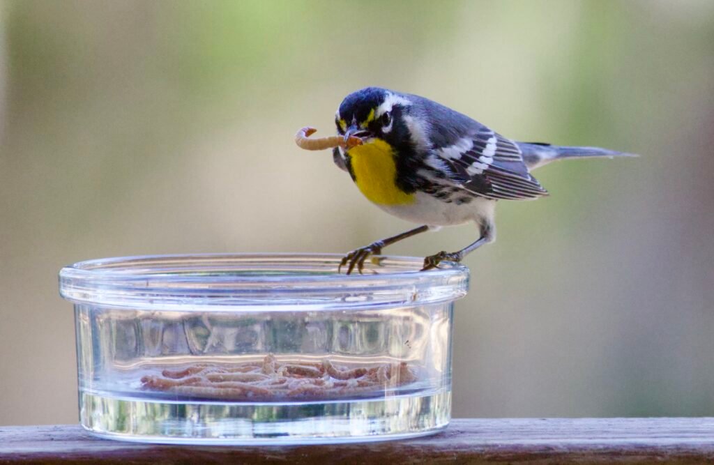 Yellow-throated warbler with mealworm