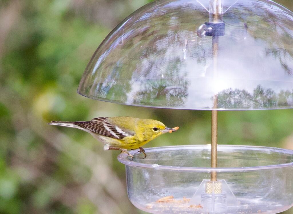 Pine warbler with mealworm
