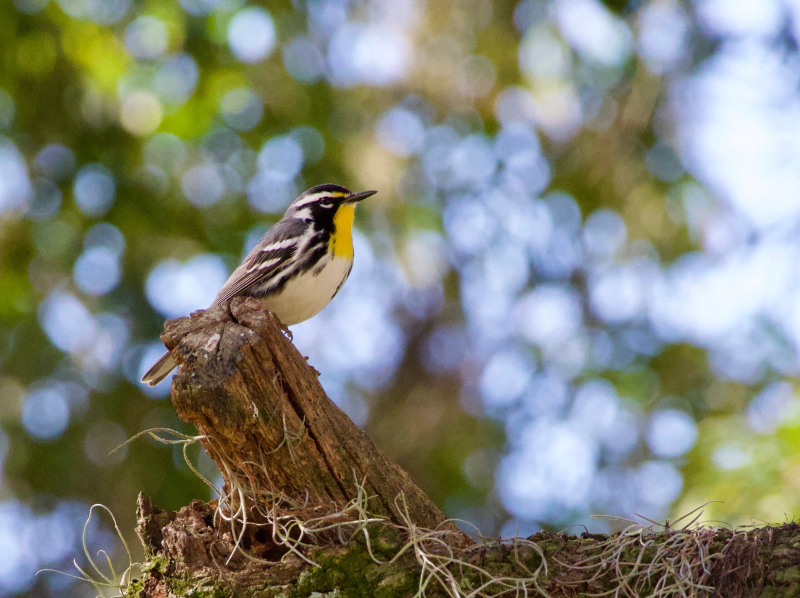 The Southern Wild - Attracting Yellow-throated Warblers