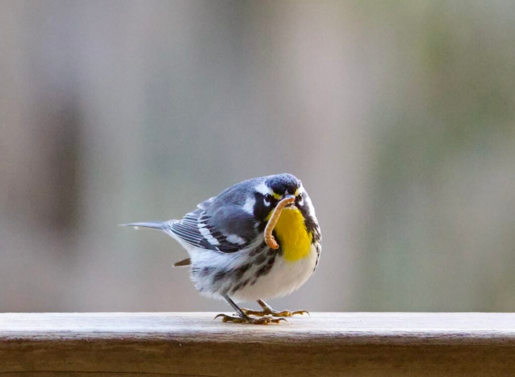 Yellow-throated warbler