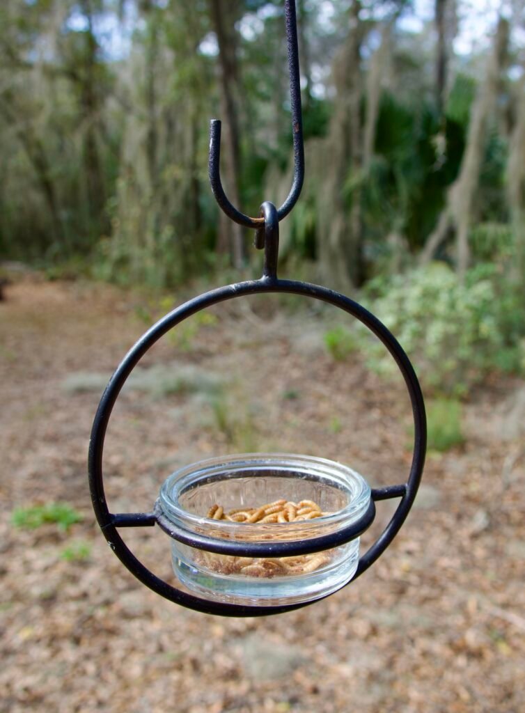 Mealworm feeder
