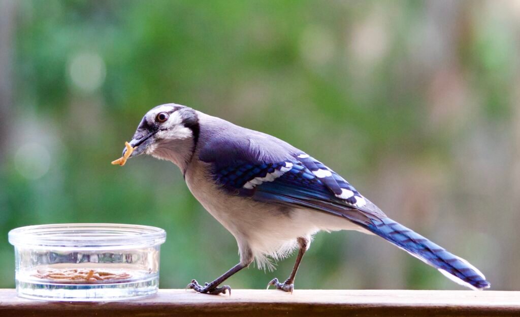 Blue jay with mealworm