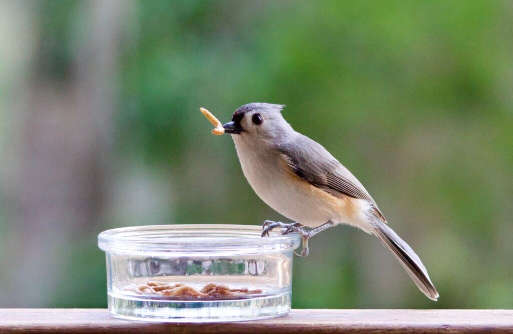 Tufted titmouse with mealworm