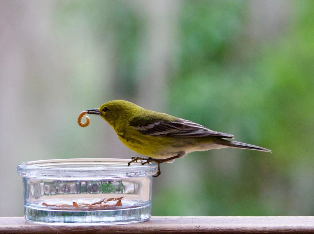 Pine warbler with mealworm
