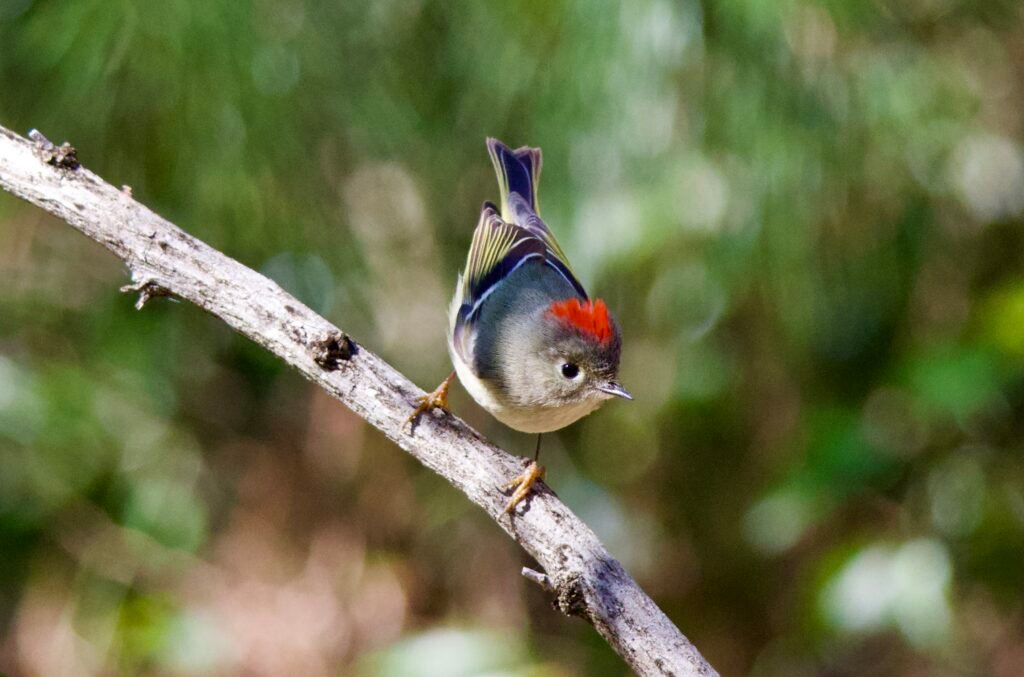 Ruby-crowned kinglet