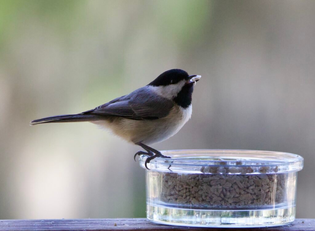 Carolina chickadee with seed