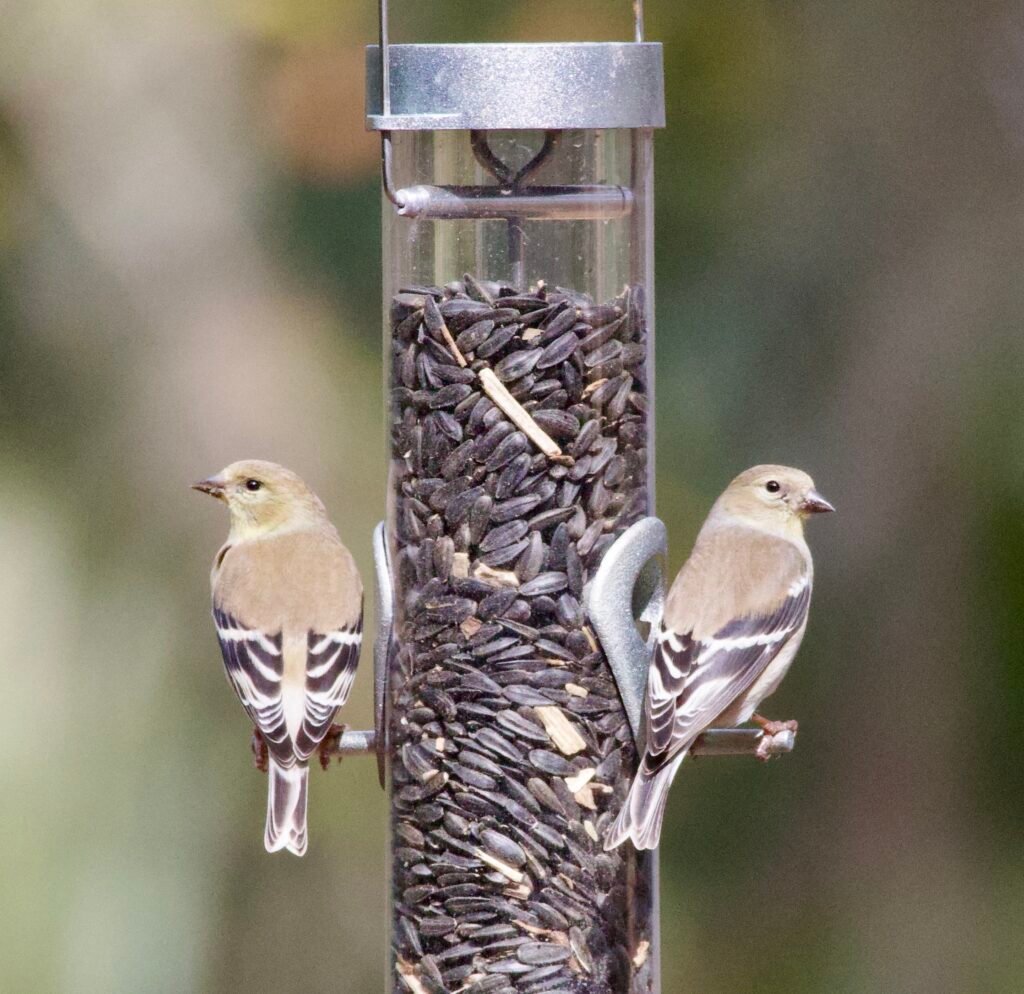American goldfinch on bird feeder