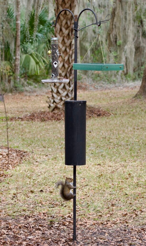 Gray squirrel on bird feeder