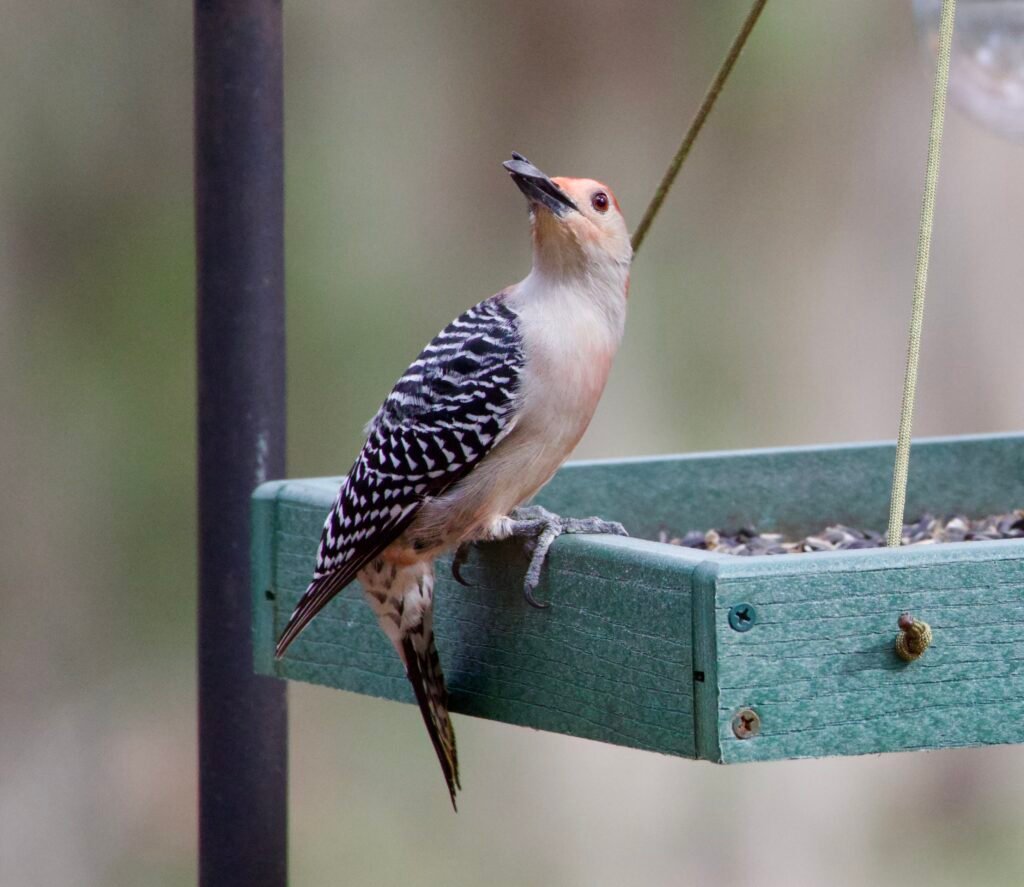 Red-bellied woodpecker with seed