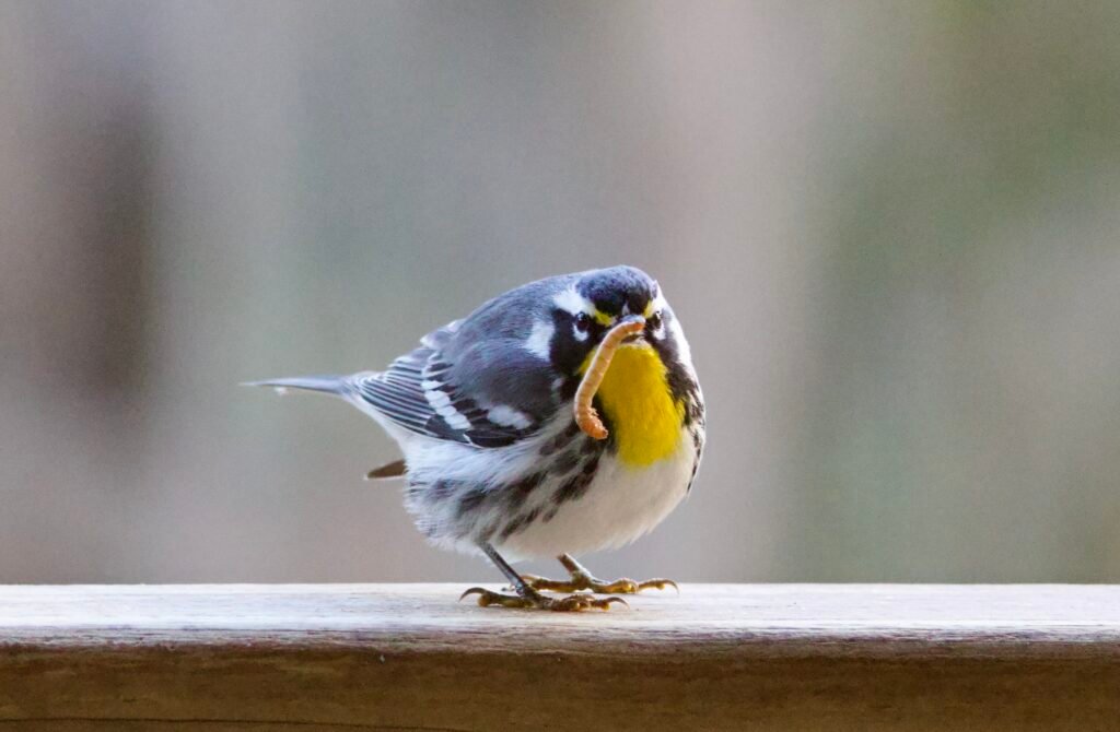 Yellow-throated warbler eating mealworm