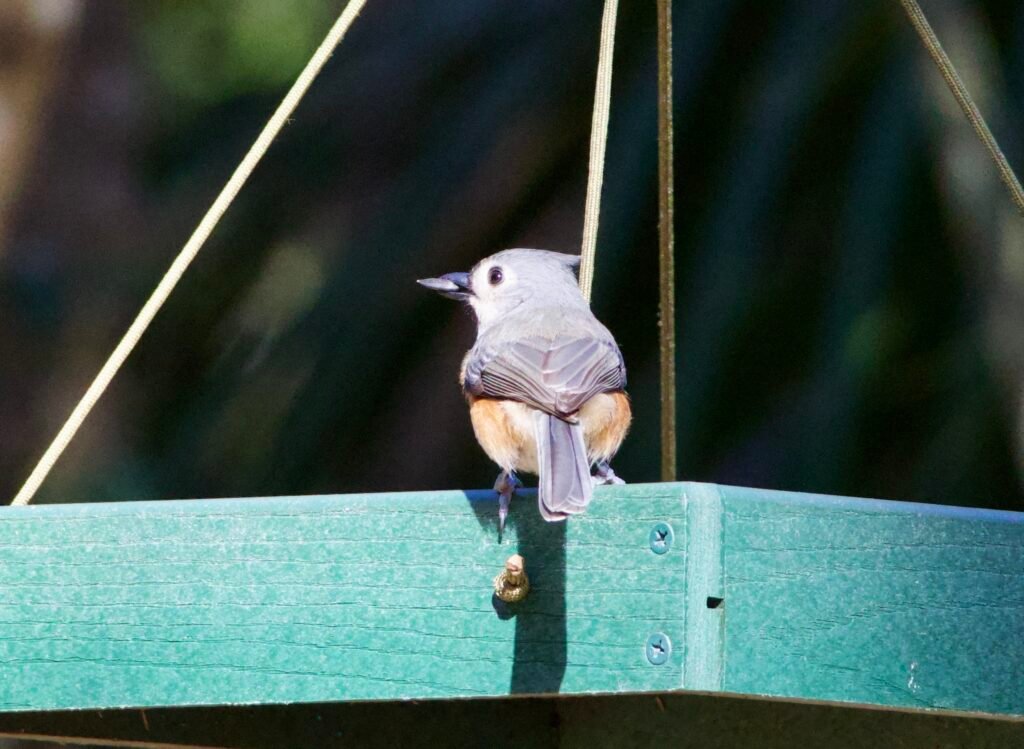Tufted titmouse with seed