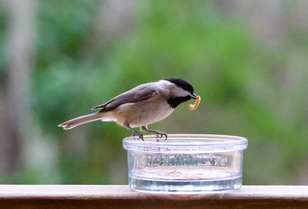 Carolina chickadee with mealworm