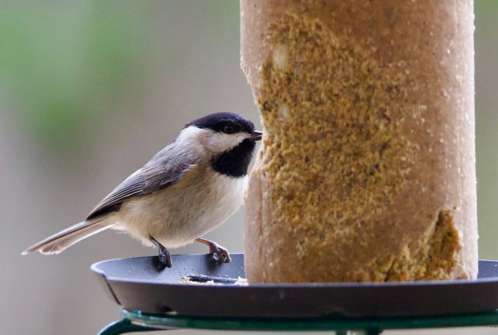 Carolina chickadee eating suet