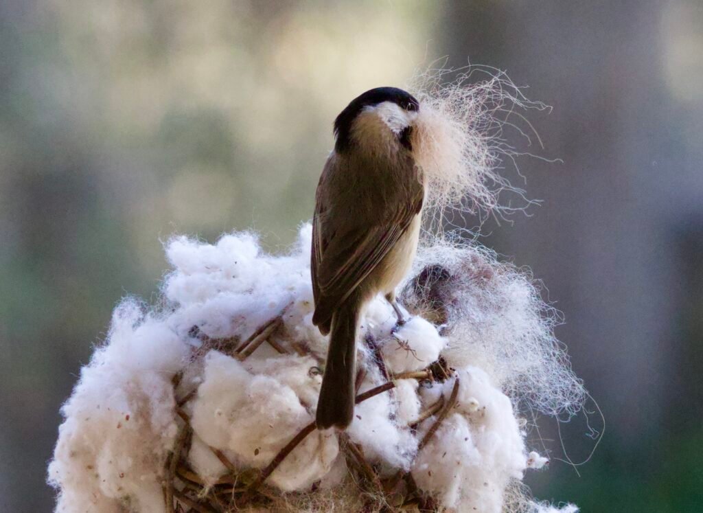 Carolina Chickadee with nest material