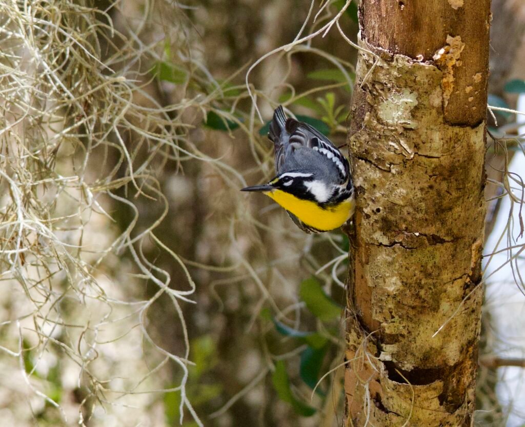 Yellow-throated warbler foraging