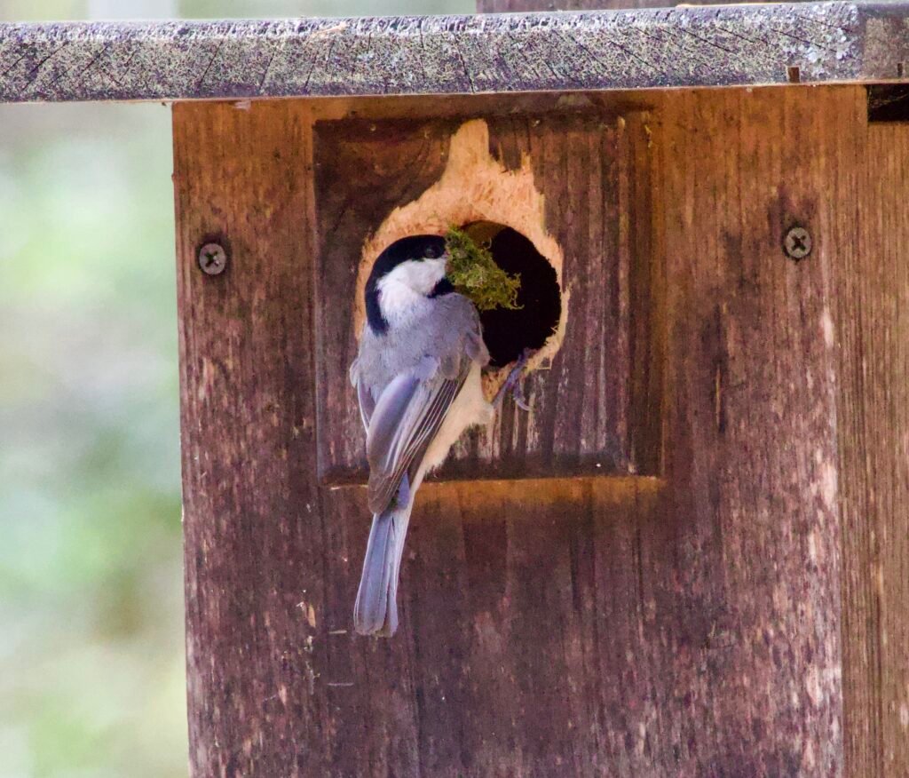 Carolina chickadee with moss for nesting at nest box