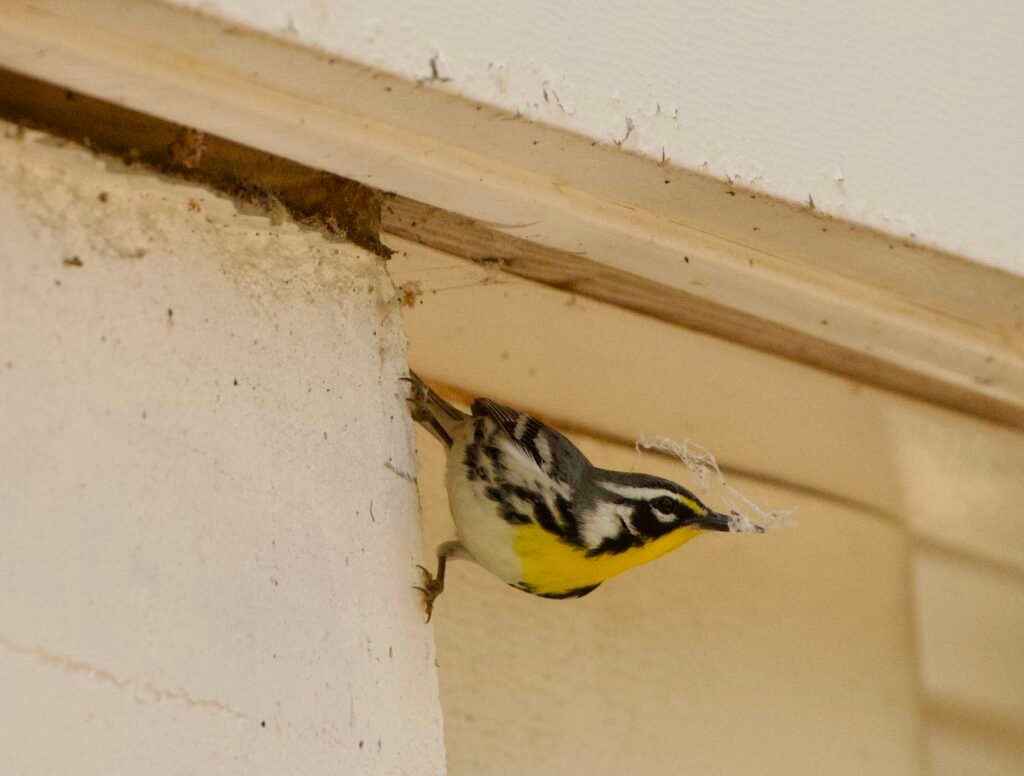 Yellow-throated warbler collecting spider silk for nest